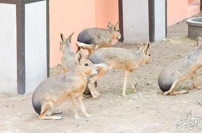 خرگوش پاتاگونی